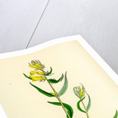 Melampyrum Pratense Var. Vulgare Common Cow-Wheat Var. B. by Anonymous