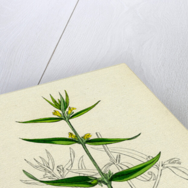 Melampyrum Sylvaticum Wood Cow-Wheat by Anonymous