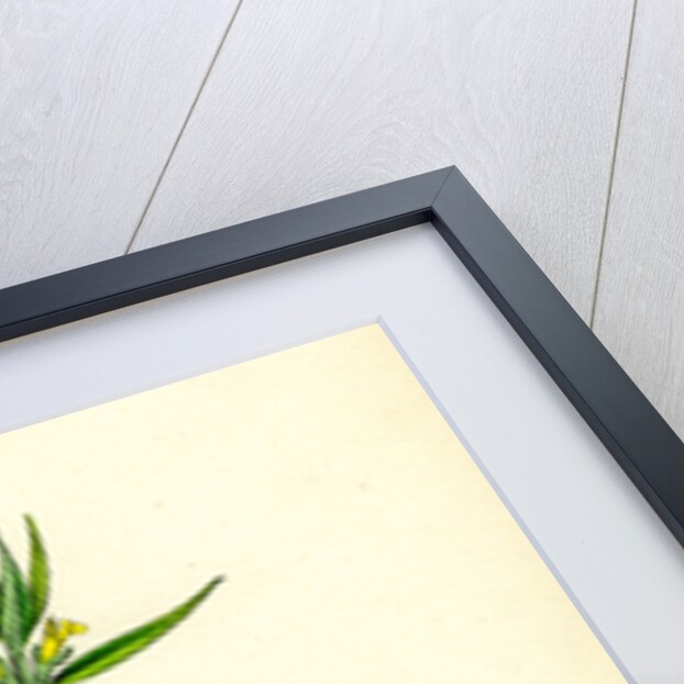 Melampyrum Sylvaticum Wood Cow-Wheat by Anonymous