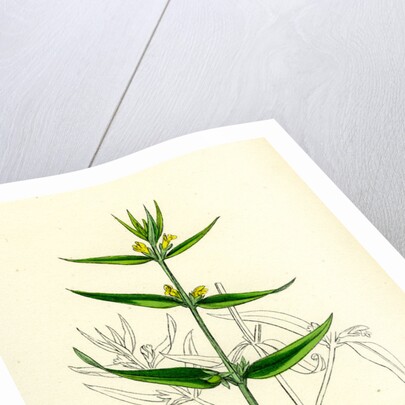 Melampyrum Sylvaticum Wood Cow-Wheat by Anonymous