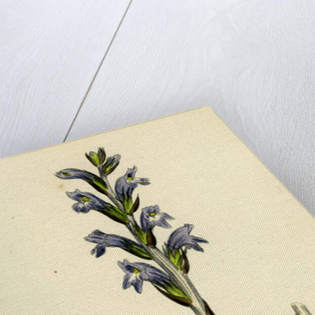 Orobanche Caerulea Purple Broom-Rape by Anonymous