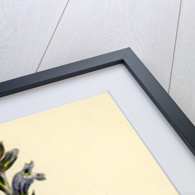 Orobanche Caerulea Purple Broom-Rape by Anonymous