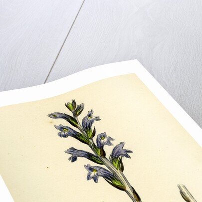 Orobanche Caerulea Purple Broom-Rape by Anonymous