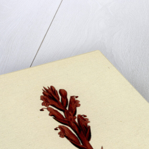 Orobanche Rubra Red Broom-Rape by Anonymous