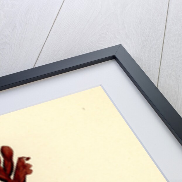 Orobanche Rubra Red Broom-Rape by Anonymous