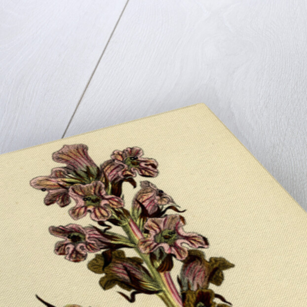 Orobanche Caryophyllacea Clove-Scented Broomrape by Anonymous