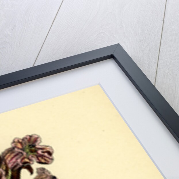 Orobanche Caryophyllacea Clove-Scented Broomrape by Anonymous