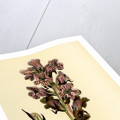 Orobanche Caryophyllacea Clove-Scented Broomrape by Anonymous