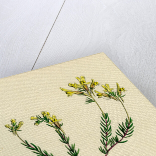 Linaria Supina Decumbent Toadflax by Anonymous