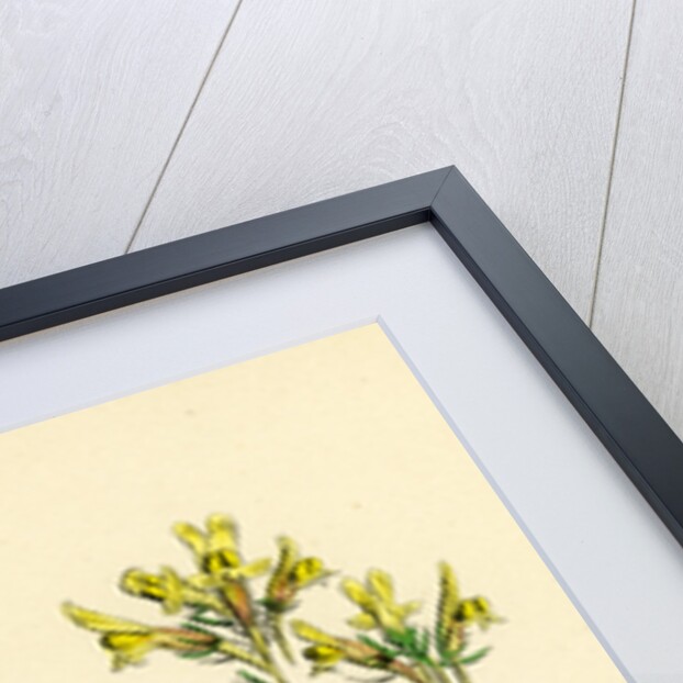 Linaria Supina Decumbent Toadflax by Anonymous