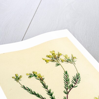 Linaria Supina Decumbent Toadflax by Anonymous