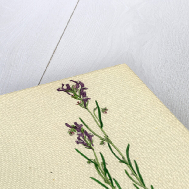 Linaria Pelisseriana Jersey Toadflax by Anonymous