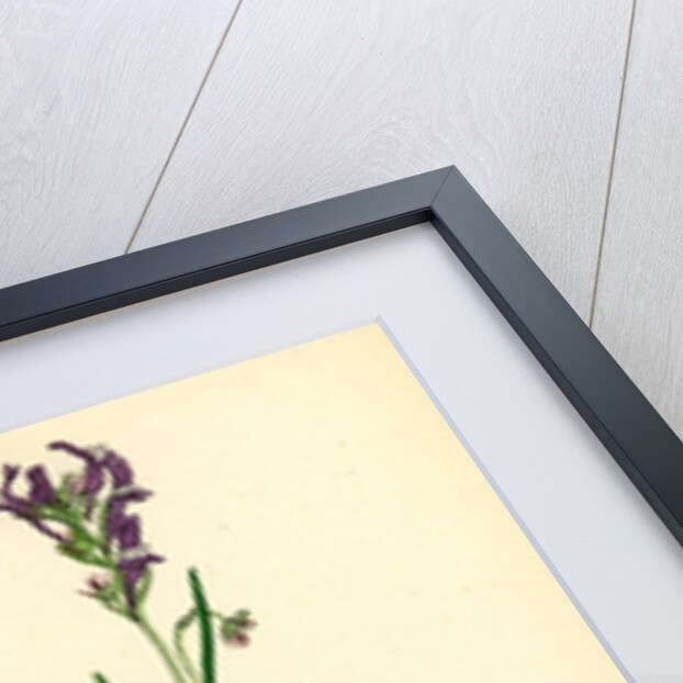 Linaria Pelisseriana Jersey Toadflax by Anonymous