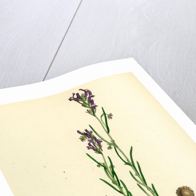 Linaria Pelisseriana Jersey Toadflax by Anonymous