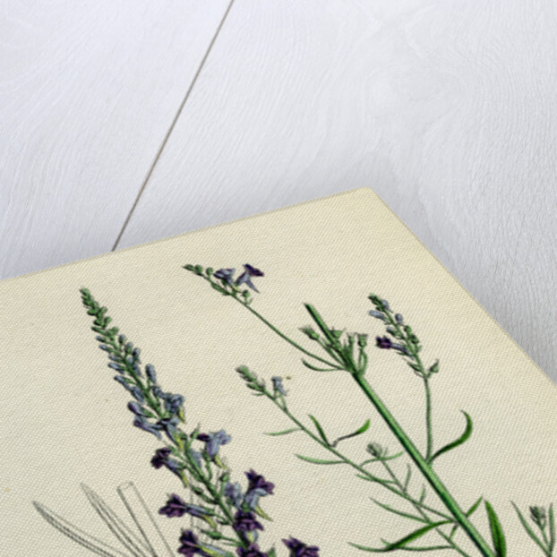 Linaria Purpurea Purple Toadflax by Anonymous