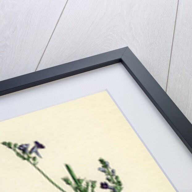 Linaria Purpurea Purple Toadflax by Anonymous