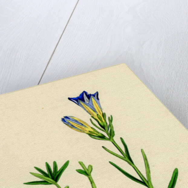 Gentiana Pneumonanthe Calathian Violet by Anonymous