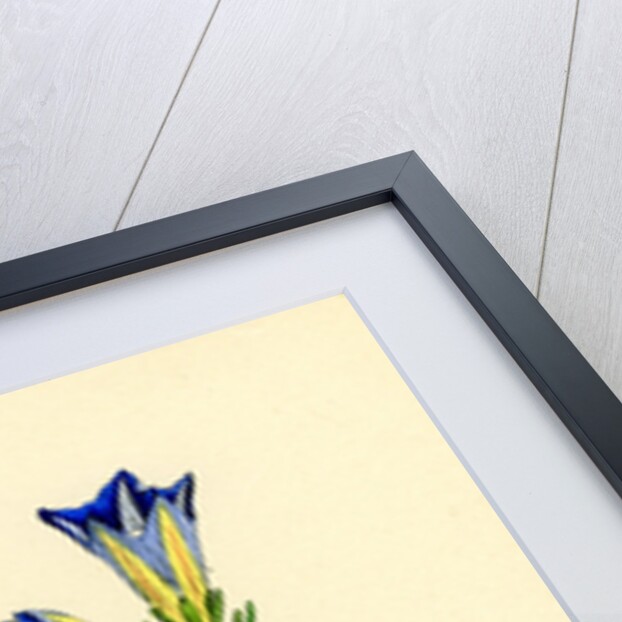 Gentiana Pneumonanthe Calathian Violet by Anonymous