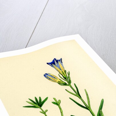 Gentiana Pneumonanthe Calathian Violet by Anonymous