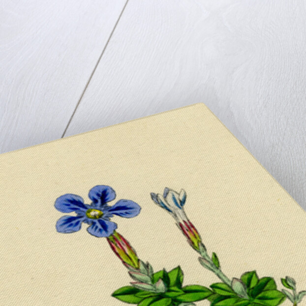 Gentiana Verna Spring Gentian by Anonymous