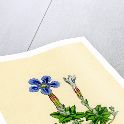 Gentiana Verna Spring Gentian by Anonymous