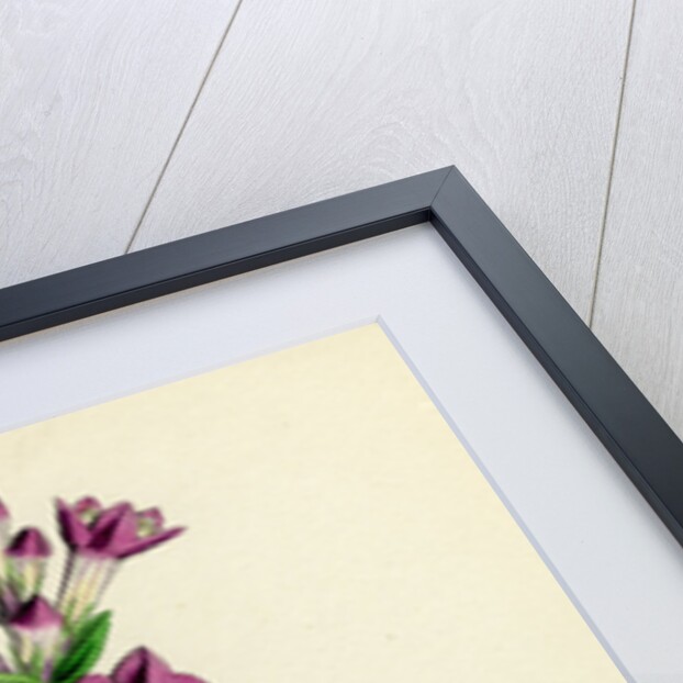 Gentiana Germanica German Gentian by Anonymous