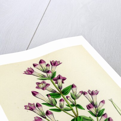 Gentiana Germanica German Gentian by Anonymous