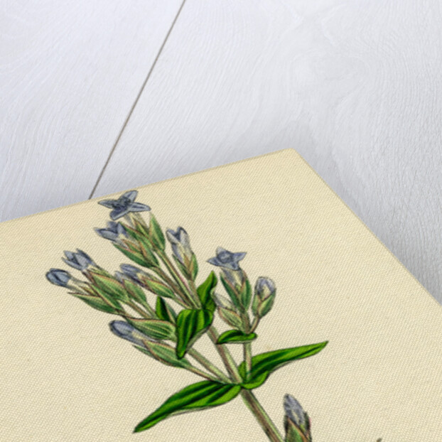 Gentiana Campestris Field Gentian by Anonymous