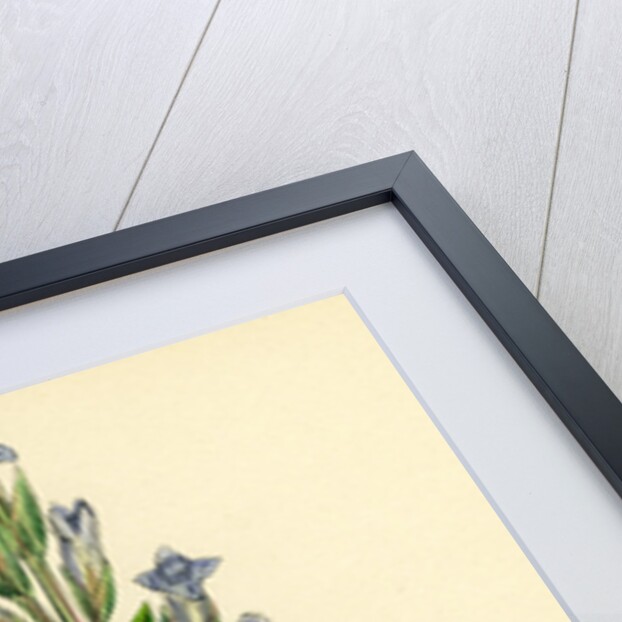 Gentiana Campestris Field Gentian by Anonymous