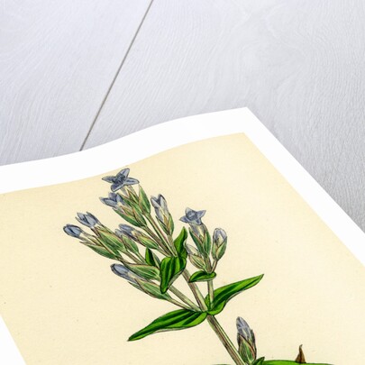 Gentiana Campestris Field Gentian by Anonymous