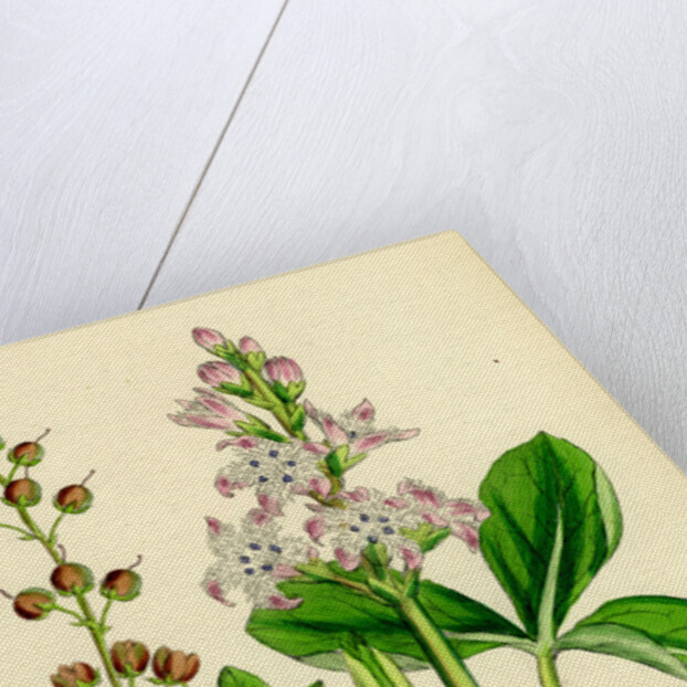 Menyanthes Trifoliata Common Buckbean by Anonymous