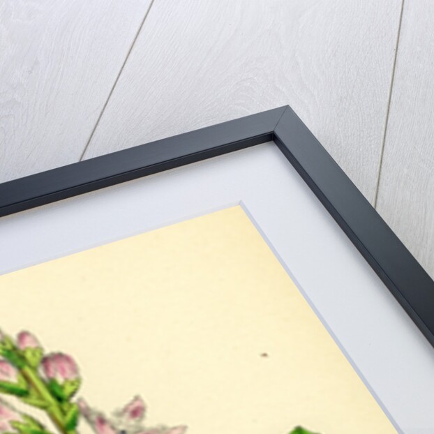 Menyanthes Trifoliata Common Buckbean by Anonymous