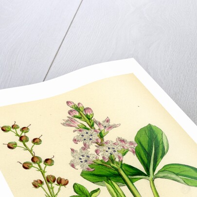 Menyanthes Trifoliata Common Buckbean by Anonymous