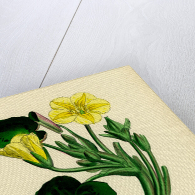 Limnanthemum Nymphaeoides Round-Leaved Buckbean by Anonymous