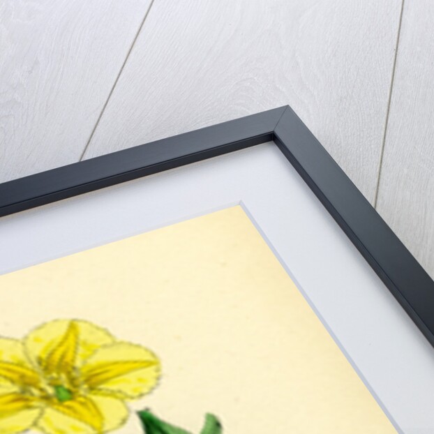 Limnanthemum Nymphaeoides Round-Leaved Buckbean by Anonymous