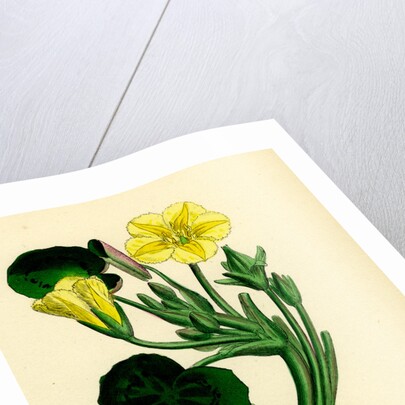 Limnanthemum Nymphaeoides Round-Leaved Buckbean by Anonymous