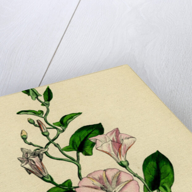 Convolvulus Arvensis Small Bindweed by Anonymous