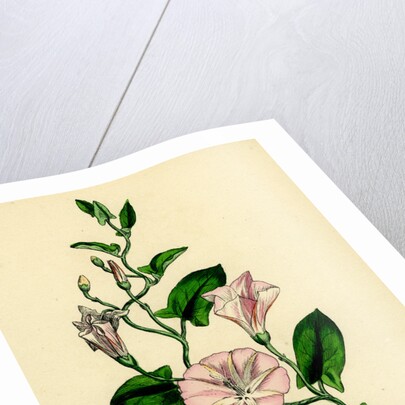 Convolvulus Arvensis Small Bindweed by Anonymous