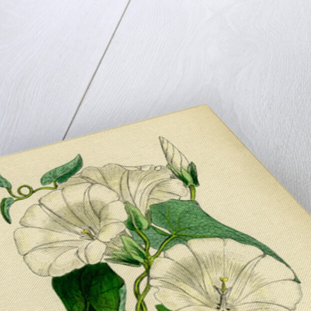 Convolvulus Sepium Great Bindweed by Anonymous
