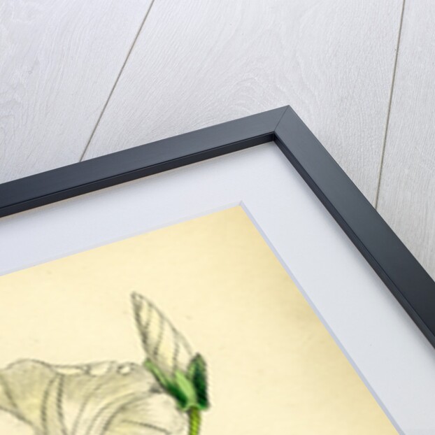 Convolvulus Sepium Great Bindweed by Anonymous