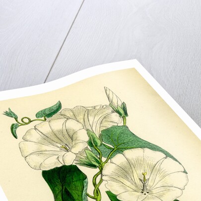 Convolvulus Sepium Great Bindweed by Anonymous