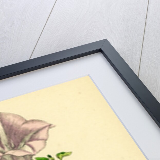 Convolvulus Soldanella Sea Bindweed by Anonymous