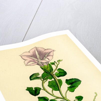 Convolvulus Soldanella Sea Bindweed by Anonymous