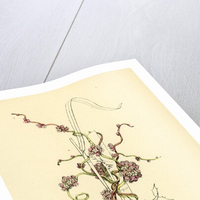 Cuscuta Europaea Greater Dodder by Anonymous