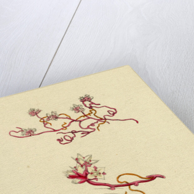 Cuscuta Epithymum Lesser Dodder by Anonymous