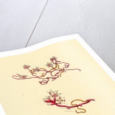 Cuscuta Epithymum Lesser Dodder by Anonymous