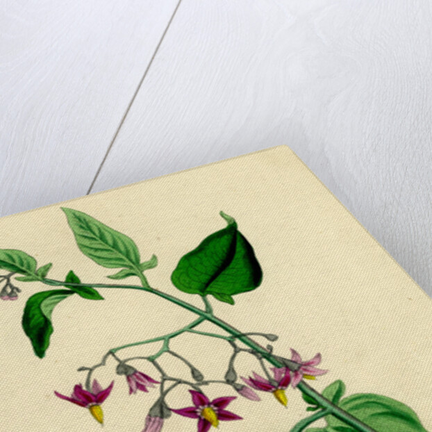 Solanum Dulcamara Woody Nightshade by Anonymous