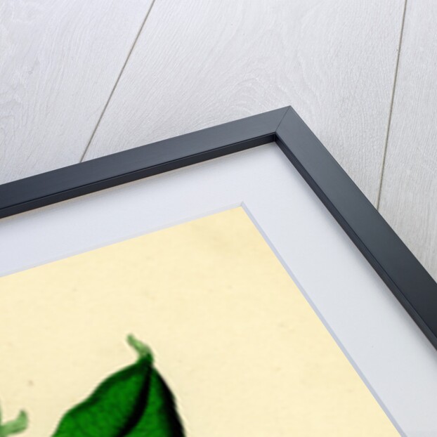 Solanum Dulcamara Woody Nightshade by Anonymous