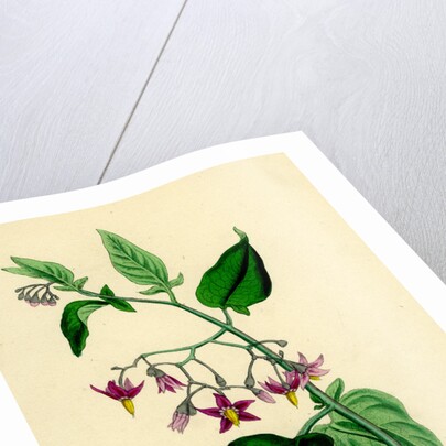 Solanum Dulcamara Woody Nightshade by Anonymous