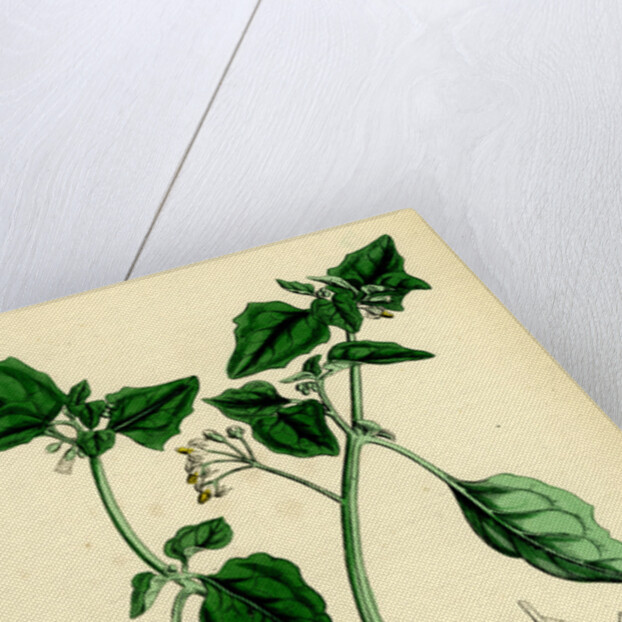 Solanum Nigrum Var. A Black Nightshade by Anonymous